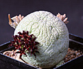 Нажмите на изображение для увеличения.

Название:	Pseudolithos_migiurtinus_2.jpg
Просмотров:	217
Размер:	109.6 Кб
ID:	327083