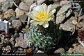 Нажмите на изображение для увеличения.

Название:	Pediocactus-despainii.jpg
Просмотров:	195
Размер:	175.3 Кб
ID:	327087