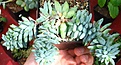 Нажмите на изображение для увеличения.

Название:	succulents4.jpg
Просмотров:	221
Размер:	73.9 Кб
ID:	327105