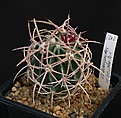 Нажмите на изображение для увеличения.

Название:	Echinocactus_polycephalus_ownroot_IMG_8377.jpg
Просмотров:	399
Размер:	130.8 Кб
ID:	327107