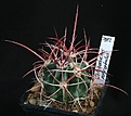 Нажмите на изображение для увеличения.

Название:	Echinocactus_polycephalus_ownroot_IMG_8372.jpg
Просмотров:	378
Размер:	103.8 Кб
ID:	327108