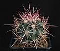 Нажмите на изображение для увеличения.

Название:	Echinocactus_polycephalus_gr_IMG_8367.jpg
Просмотров:	382
Размер:	114.6 Кб
ID:	327109