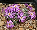 Нажмите на изображение для увеличения.

Название:	Conophytum_minutum_Quaqqaskop_IMG_8401.jpg
Просмотров:	161
Размер:	189.2 Кб
ID:	327110