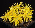 Нажмите на изображение для увеличения.

Название:	Lithops_dorotheae_IMG_8447.jpg
Просмотров:	135
Размер:	152.1 Кб
ID:	327115