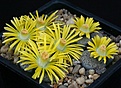 Нажмите на изображение для увеличения.

Название:	Lithops_lesliei_v_venteri_C1_IMG_8464.jpg
Просмотров:	142
Размер:	181.4 Кб
ID:	327116