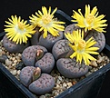 Нажмите на изображение для увеличения.

Название:	Lithops_schwantesii_v_rugosa_IMG_8481.jpg
Просмотров:	160
Размер:	155.6 Кб
ID:	327117