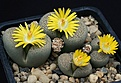 Нажмите на изображение для увеличения.

Название:	Lithops_localis_C345_IMG_8487.jpg
Просмотров:	168
Размер:	177.7 Кб
ID:	327118