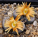 Нажмите на изображение для увеличения.

Название:	Lithops_verruculosa_v_glabra_C25_IMG_8473.jpg
Просмотров:	145
Размер:	152.2 Кб
ID:	327119