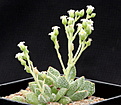 Нажмите на изображение для увеличения.

Название:	Crassula_ausensis_titanopsis.jpg
Просмотров:	323
Размер:	125.1 Кб
ID:	327121