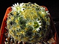 Нажмите на изображение для увеличения.

Название:	Mammillaria_schiedeana.jpg
Просмотров:	112
Размер:	108.7 Кб
ID:	327198