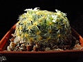 Нажмите на изображение для увеличения.

Название:	Mammillaria_schiedeana1.jpg
Просмотров:	112
Размер:	82.5 Кб
ID:	327199