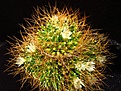 Нажмите на изображение для увеличения.

Название:	Mammillaria_decipiens_ssp_camptotricha.jpg
Просмотров:	112
Размер:	165.1 Кб
ID:	327200