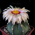 Нажмите на изображение для увеличения.

Название:	Astrophytum_SenAs_2011_06_20033.jpg
Просмотров:	126
Размер:	81.5 Кб
ID:	327238