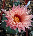 Нажмите на изображение для увеличения.

Название:	Astrophytum_SenAs_2011_06_20087.jpg
Просмотров:	132
Размер:	96.1 Кб
ID:	327239