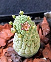 Нажмите на изображение для увеличения.

Название:	Trichocaulon cactiforme_fl_27.9.12.jpg
Просмотров:	215
Размер:	112.0 Кб
ID:	327240
