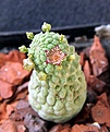 Нажмите на изображение для увеличения.

Название:	Trichocaulon cactiforme_fl_27.9.12.jpg
Просмотров:	183
Размер:	112.0 Кб
ID:	327240