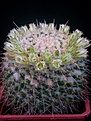 Нажмите на изображение для увеличения.

Название:	Mammillaria_karwinskiana_ssp_nejapensis.jpg
Просмотров:	143
Размер:	110.6 Кб
ID:	327258