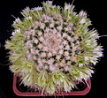 Нажмите на изображение для увеличения.

Название:	Mammillaria_karwinskiana_ssp_nejapensis2.jpg
Просмотров:	146
Размер:	149.1 Кб
ID:	327259