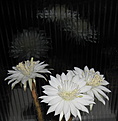Нажмите на изображение для увеличения.

Название:	2_2012_09_28002_1.jpg
Просмотров:	150
Размер:	87.6 Кб
ID:	327270