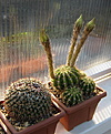 Нажмите на изображение для увеличения.

Название:	Echinopsis_calochlora0.jpg
Просмотров:	139
Размер:	131.8 Кб
ID:	327272