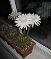 Нажмите на изображение для увеличения.

Название:	Echinopsis_calochlora1.jpg
Просмотров:	137
Размер:	92.2 Кб
ID:	327273