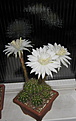 Нажмите на изображение для увеличения.

Название:	Echinopsis_calochlora2.jpg
Просмотров:	125
Размер:	66.5 Кб
ID:	327274