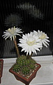 Нажмите на изображение для увеличения.

Название:	Echinopsis_calochlora2.jpg
Просмотров:	114
Размер:	66.5 Кб
ID:	327274