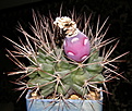 Нажмите на изображение для увеличения.

Название:	Gymnocalycium_pungens_276_3.JPG
Просмотров:	239
Размер:	214.3 Кб
ID:	327275
