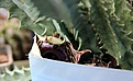 Нажмите на изображение для увеличения.

Название:	Huernia zebrina_fl_27.9.12.jpg
Просмотров:	255
Размер:	71.6 Кб
ID:	327307