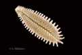 Нажмите на изображение для увеличения.

Название:	spinos_Pelecyphora_aselliformis.gif
Просмотров:	340
Размер:	106.7 Кб
ID:	327340