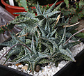 Нажмите на изображение для увеличения.

Название:	Aloe_descoingsii.jpg
Просмотров:	228
Размер:	155.5 Кб
ID:	327357