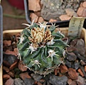 Нажмите на изображение для увеличения.

Название:	Echinofossulocactus pentacanthus var.tulense_7y_fl_23.9.12.jpg
Просмотров:	103
Размер:	234.0 Кб
ID:	327376