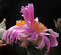Нажмите на изображение для увеличения.

Название:	IMG_0772.jpg
Просмотров:	109
Размер:	127.3 Кб
ID:	327377