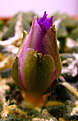 Нажмите на изображение для увеличения.

Название:	Ariocarpus kotschoubeyanus var.elephantidens2.JPG
Просмотров:	155
Размер:	250.1 Кб
ID:	327401