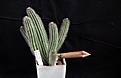 Нажмите на изображение для увеличения.

Название:	Tavaresia grandiflora_Bud_10.12.jpg
Просмотров:	224
Размер:	96.0 Кб
ID:	327403