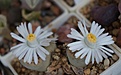 Нажмите на изображение для увеличения.

Название:	Lithops_karasmontana_C227.JPG
Просмотров:	121
Размер:	59.8 Кб
ID:	327440