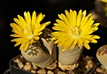 Нажмите на изображение для увеличения.

Название:	Lithops_dorothea_C124.JPG
Просмотров:	124
Размер:	58.4 Кб
ID:	327441