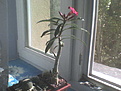 Нажмите на изображение для увеличения.

Название:	A_somalense_DSC00096_08-10-12.JPG
Просмотров:	215
Размер:	33.5 Кб
ID:	327455