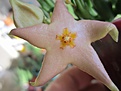 Нажмите на изображение для увеличения.

Название:	Stapeliadivaricata.JPG
Просмотров:	218
Размер:	125.7 Кб
ID:	327458