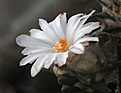 Нажмите на изображение для увеличения.

Название:	IMG_0875.jpg
Просмотров:	158
Размер:	160.1 Кб
ID:	327460