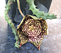 Нажмите на изображение для увеличения.

Название:	orbea_variegata.jpg
Просмотров:	220
Размер:	242.0 Кб
ID:	327490