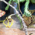 Нажмите на изображение для увеличения.

Название:	ceropegia_orbea.jpg
Просмотров:	272
Размер:	251.1 Кб
ID:	327491