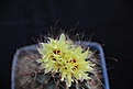 Нажмите на изображение для увеличения.

Название:	Hamatocactus setispinus var.cachetianus_fl_10.12.jpg
Просмотров:	159
Размер:	56.2 Кб
ID:	327504