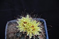 Нажмите на изображение для увеличения.

Название:	Hamatocactus setispinus var.cachetianus_fl_10.12.jpg
Просмотров:	146
Размер:	56.2 Кб
ID:	327504