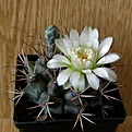 Нажмите на изображение для увеличения.

Название:	Gymnocalycium_pungens_512x512.jpg
Просмотров:	151
Размер:	181.0 Кб
ID:	327584