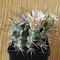 Нажмите на изображение для увеличения.

Название:	Gymnocalycium_schickendantzii_1512x512.jpg
Просмотров:	150
Размер:	205.8 Кб
ID:	327587