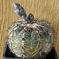 Нажмите на изображение для увеличения.

Название:	Gymnocalycium_spegazzinii_1512x512.jpg
Просмотров:	149
Размер:	221.6 Кб
ID:	327588