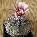 Нажмите на изображение для увеличения.

Название:	Gymnocalycium_spegazzinii_4512x512.jpg
Просмотров:	149
Размер:	202.2 Кб
ID:	327589