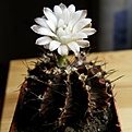 Нажмите на изображение для увеличения.

Название:	Gymnocalycium_stenopleurum_512x512.jpg
Просмотров:	142
Размер:	163.0 Кб
ID:	327590