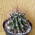 Нажмите на изображение для увеличения.

Название:	Hamatocactus_hamatacanthus_512x512.jpg
Просмотров:	149
Размер:	225.6 Кб
ID:	327591